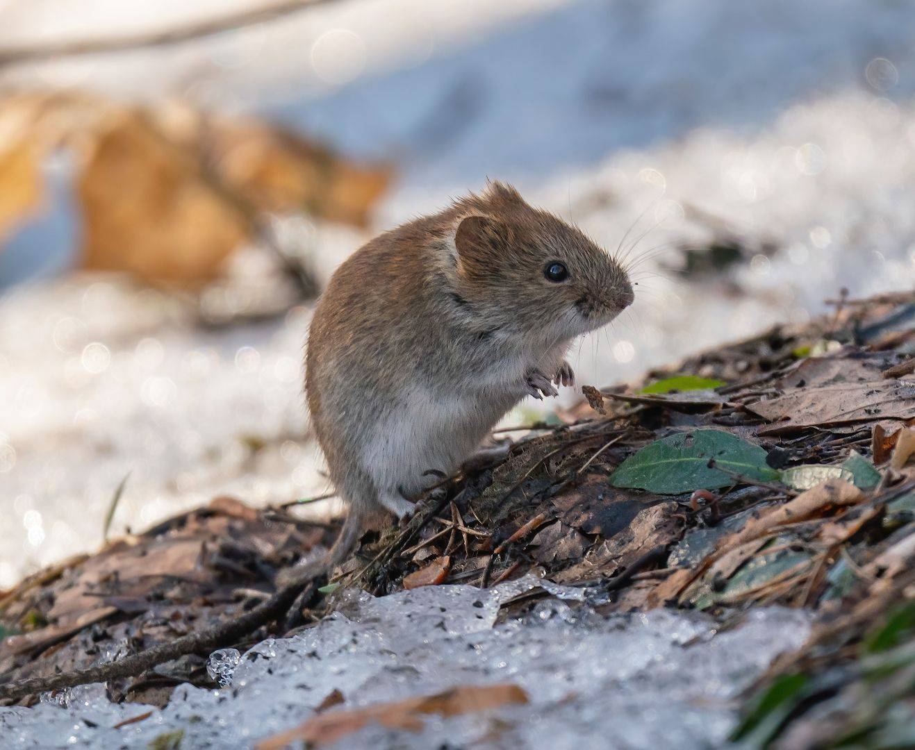 , Константин Дэм