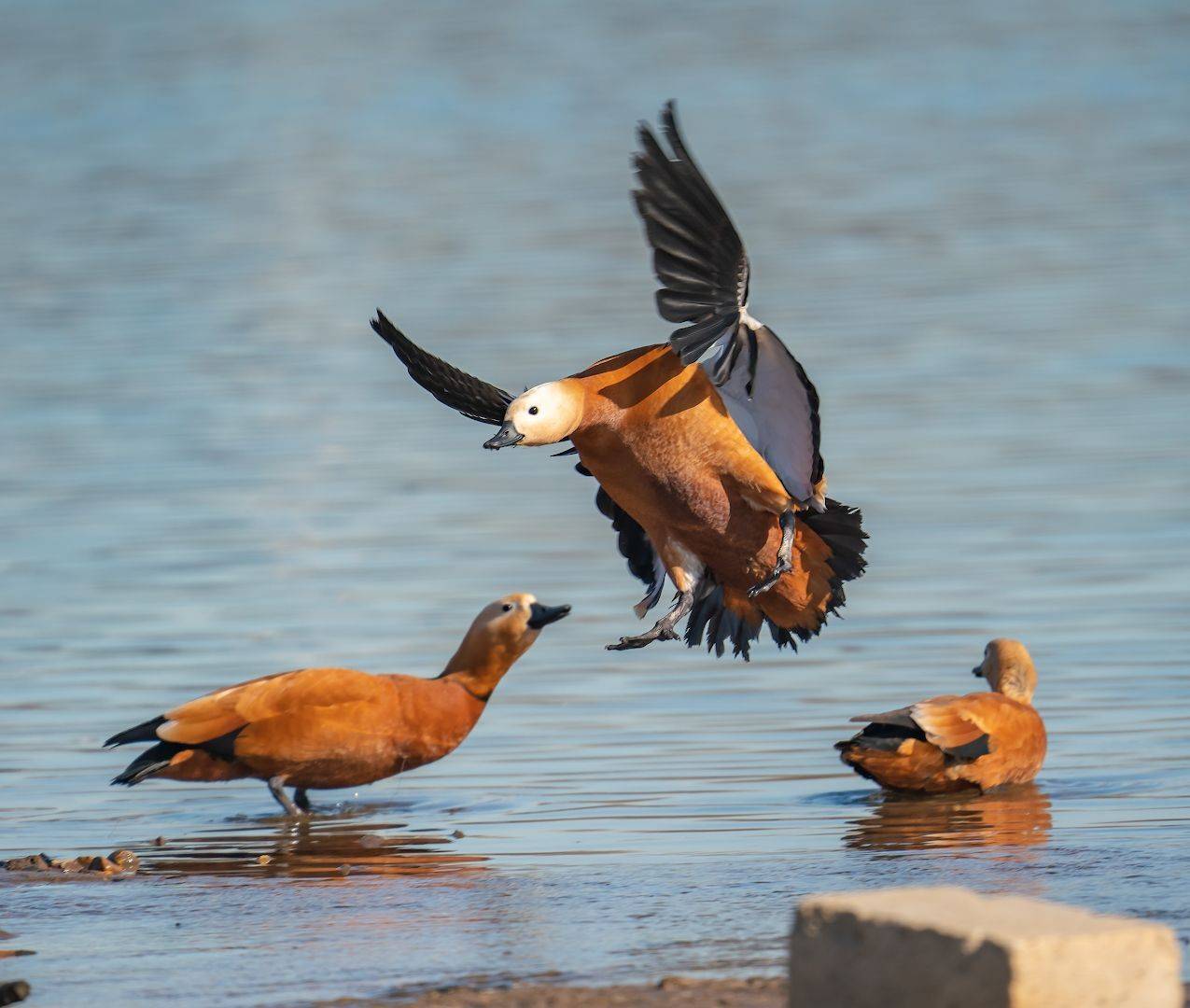 , Константин Дэм