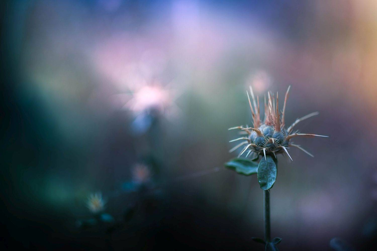blue,flowers,wild,nature,light,bokeh,zenit,helios,green, Борислав Алексиев