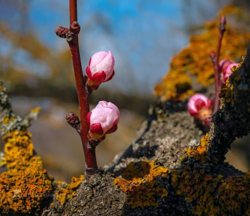Пробуждение