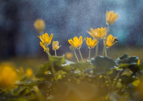 В обители солнечных рос самоцветных.