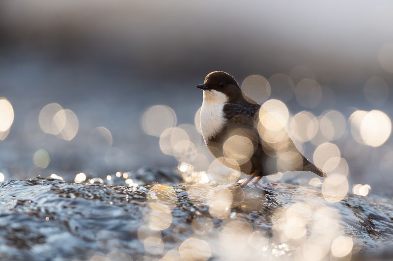 Оляпки. фото превью