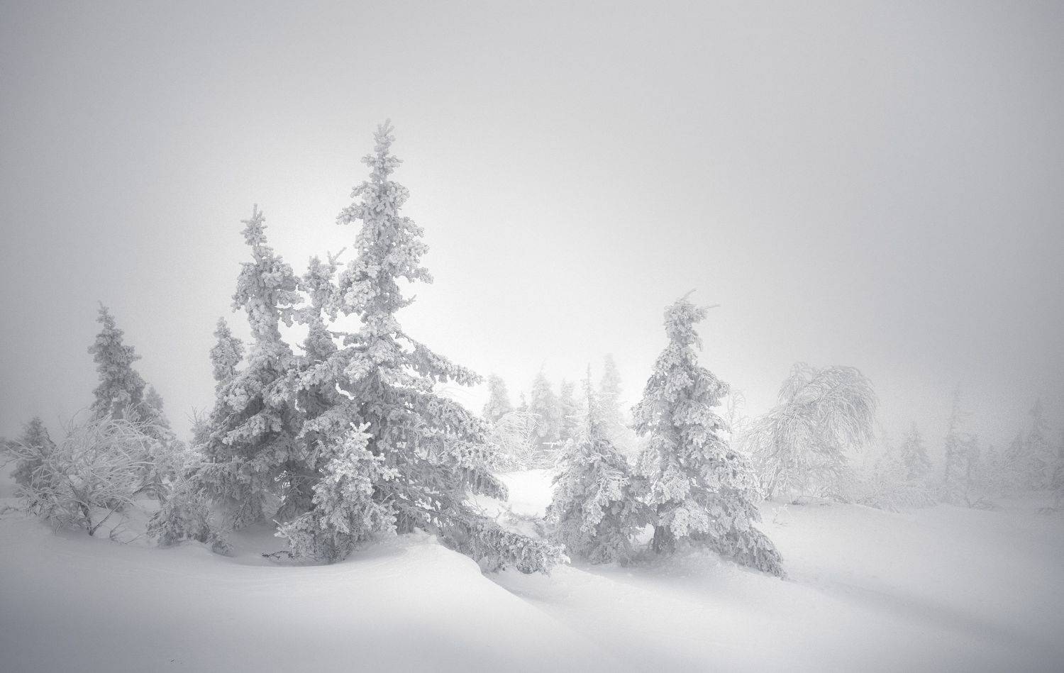 , Бирюкова Татьяна