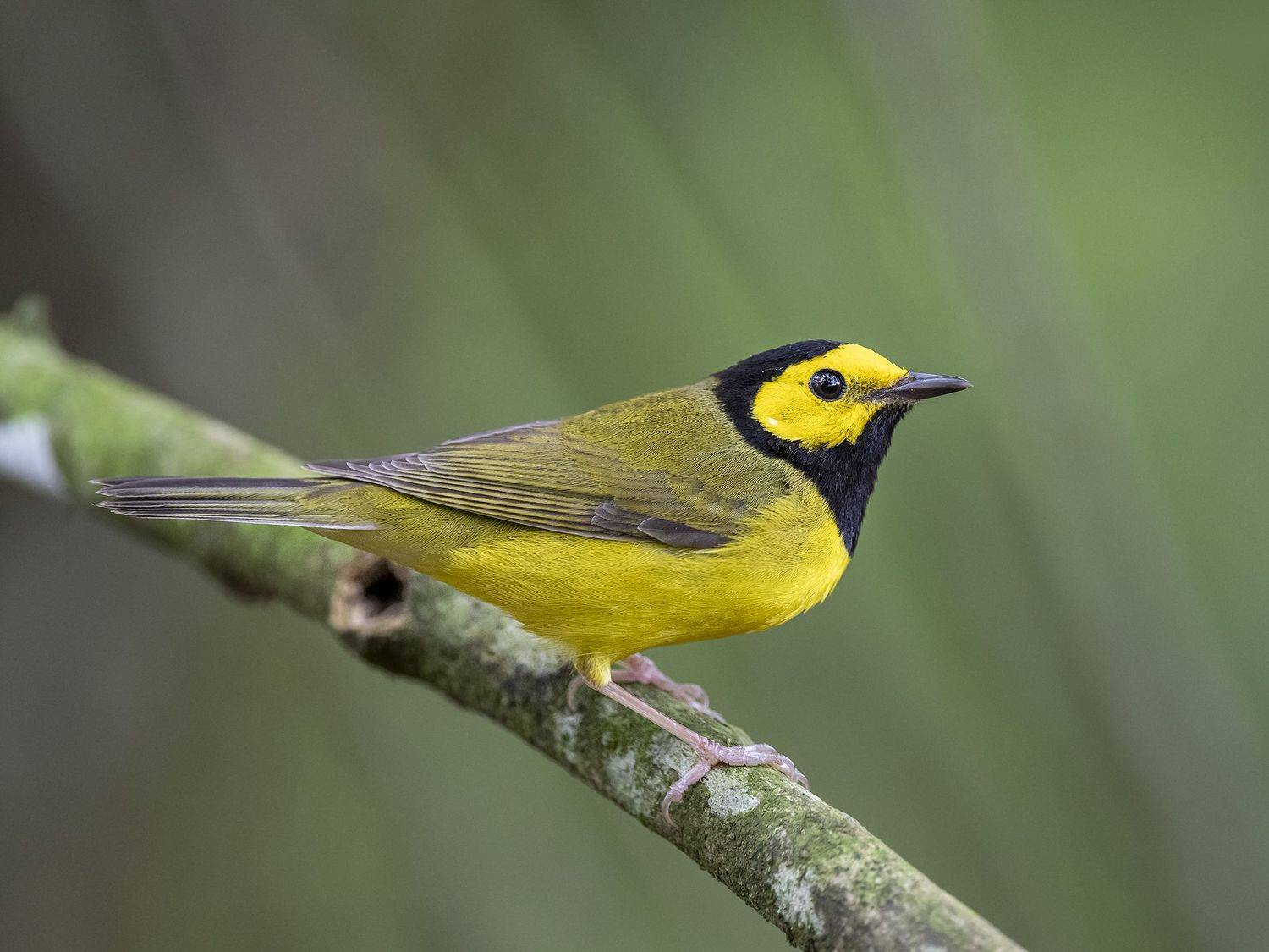 , Fernando Burgalin Sequeira