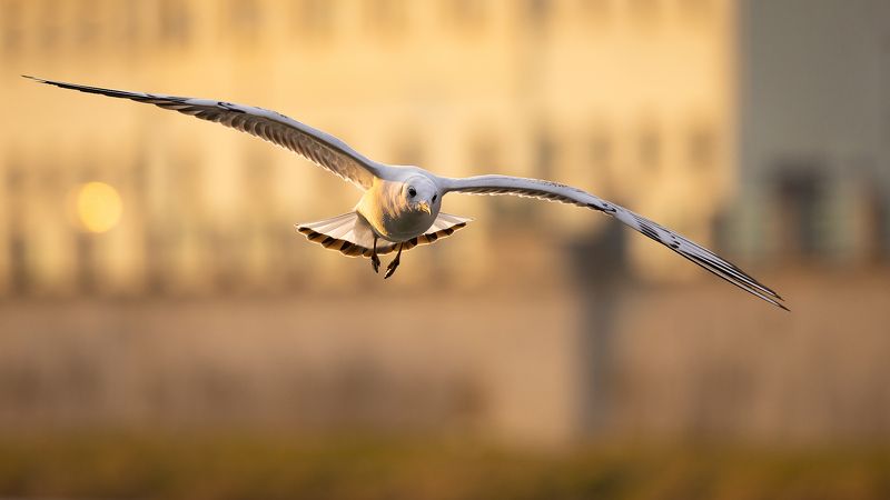 Gull фото превью