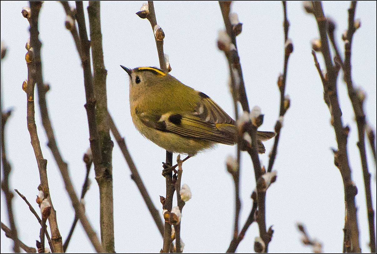 москва, парк, птица, АНАТОЛИЙ ДОВЫДЕНКО