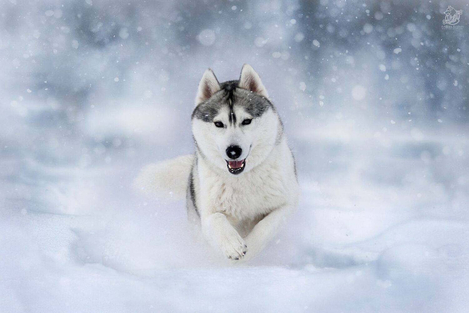 , Андрей Ершов