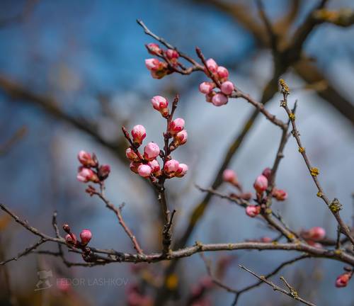 Зацветает абрикос