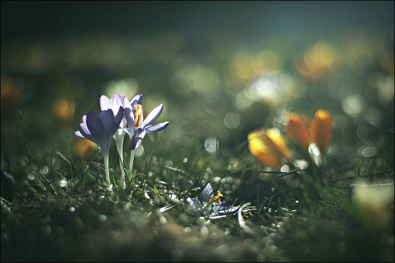 , Krzysztof Trojanowski