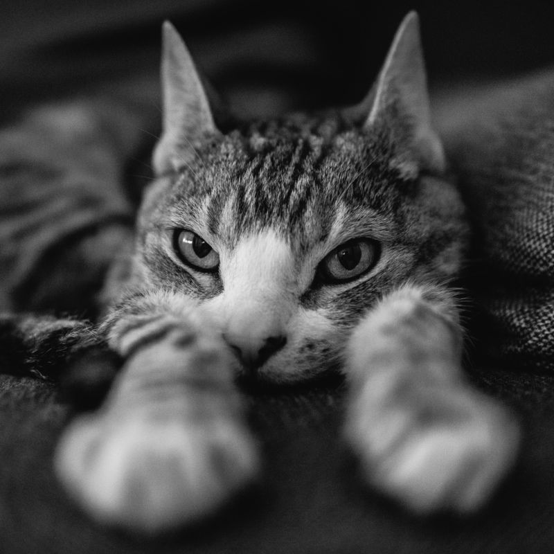 Кот фото превью