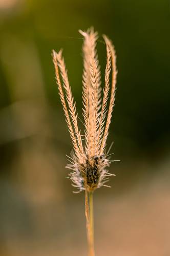 Grass Flower