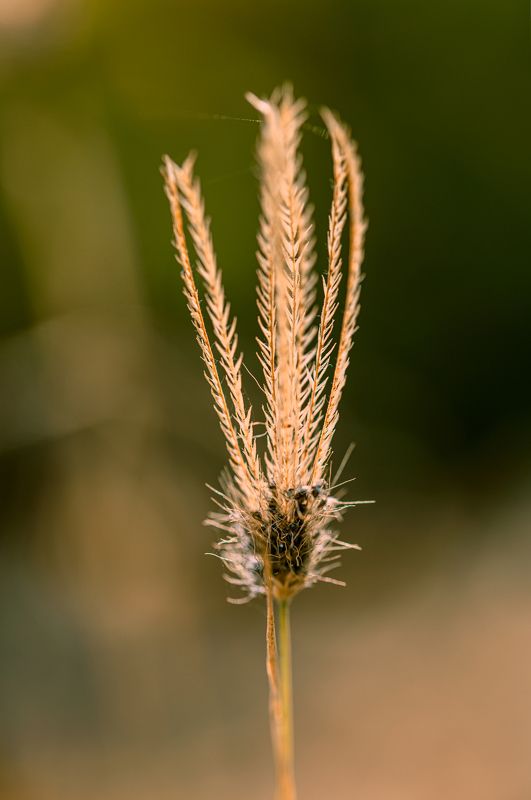 flower,macro.close,grass.beauty,nikon,pleace,love,light,details,petals,fragile,wild,field Grass Flower фото превью