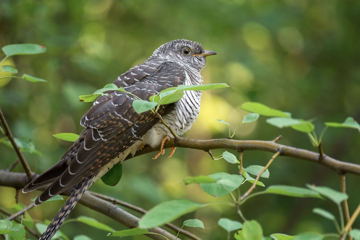 птица, кукушка,, Марина Мочалова
