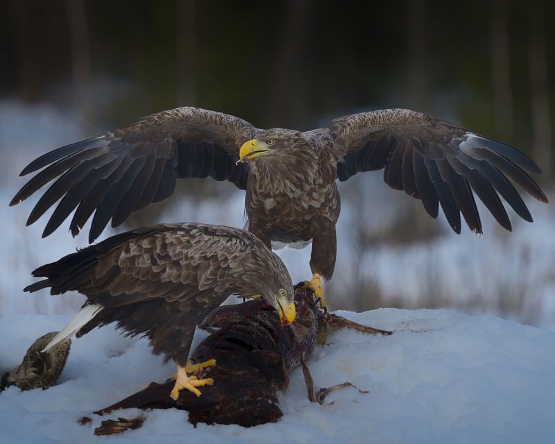 Орланы на обеде фото превью