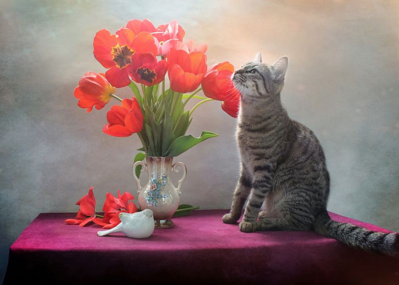 кошки, коты, питомцы, животные, композиция, тюльпаны Коты и тюльпаны - часть 2 :) фото превью