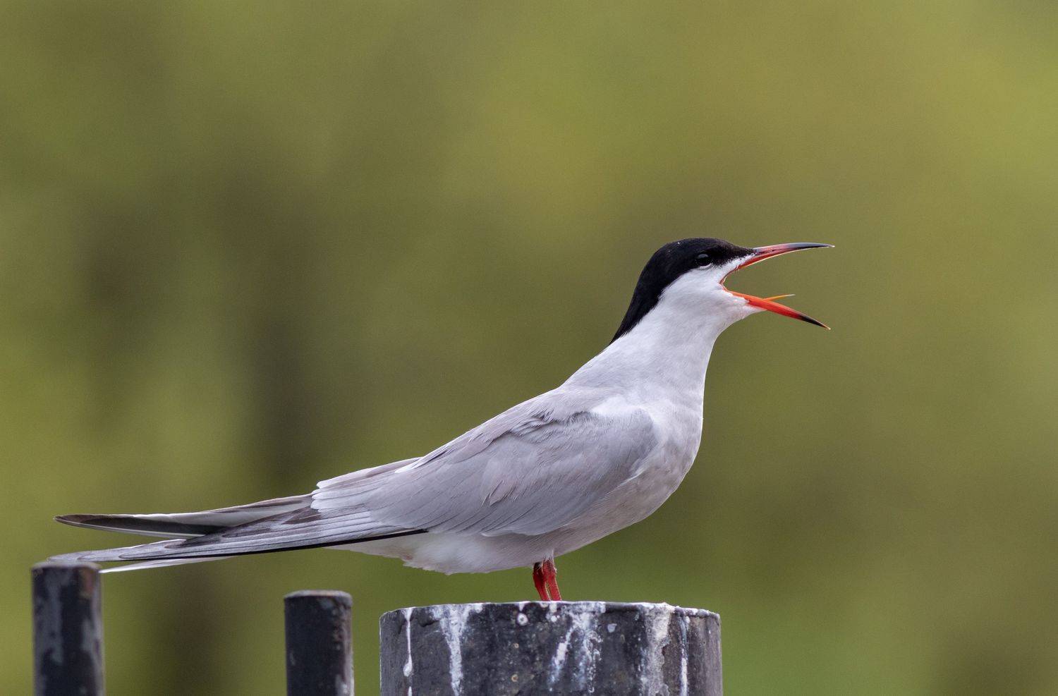 крачка, птица, фотоохота, Павел Краснослободцев