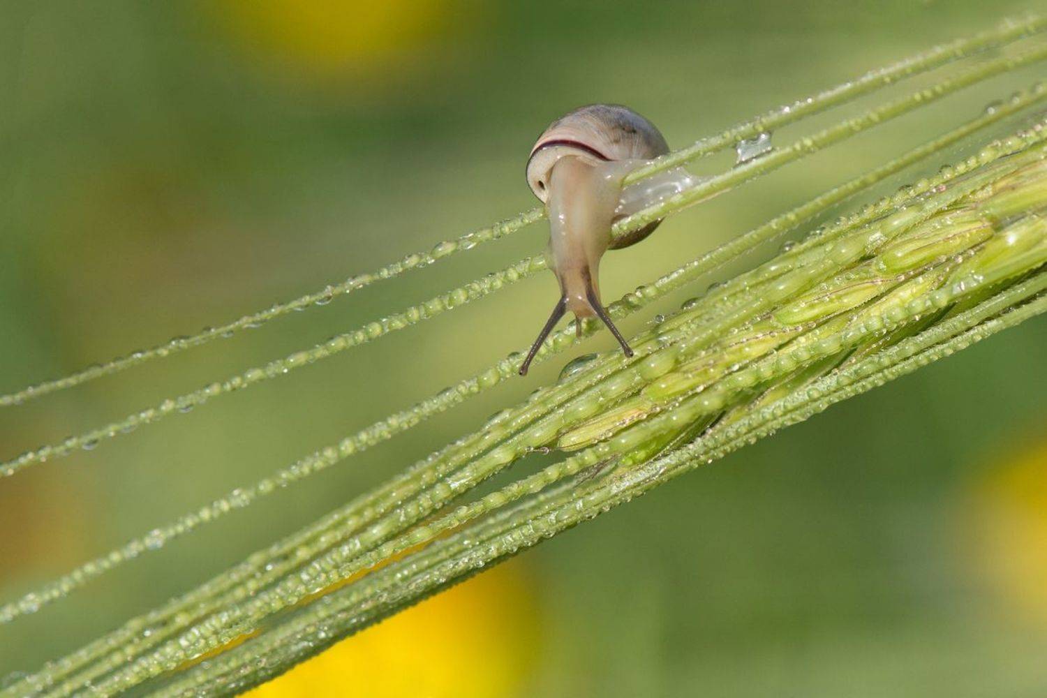 , Людмила Бекман