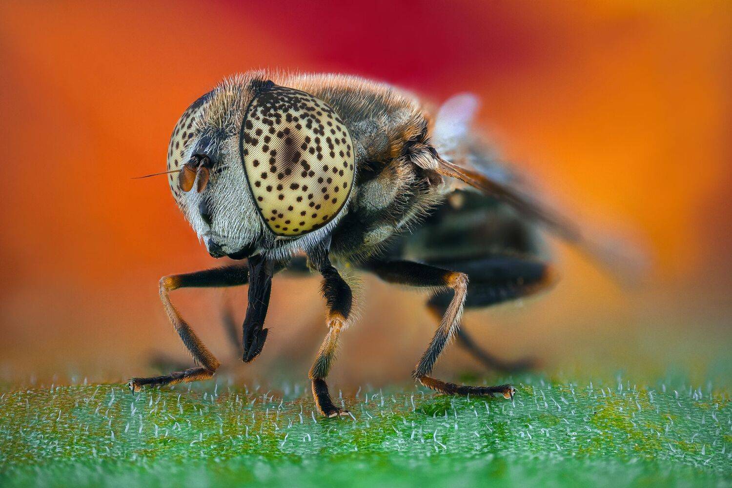 ceclii, macro, Tsvetan Ganev