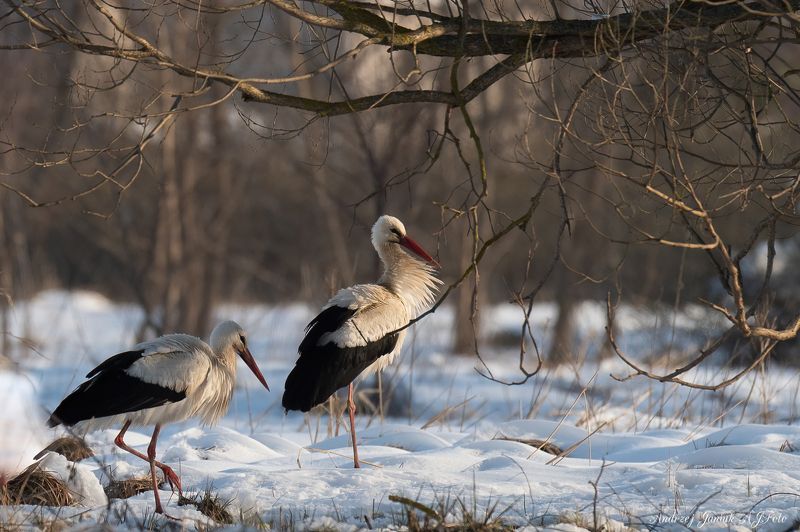 Andrzej Janiuk, AJFoto, sigma sport, Nikon Z6 II  фото превью