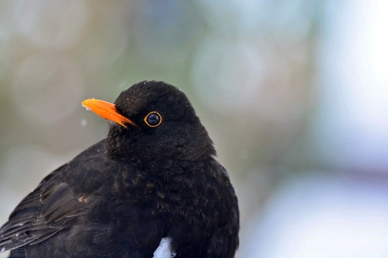 птицы, birds, birdwatching Чёрный дрозд фото превью