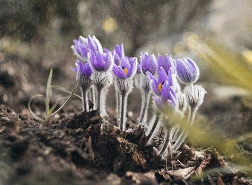 Апрельские сказы про сон-траву.