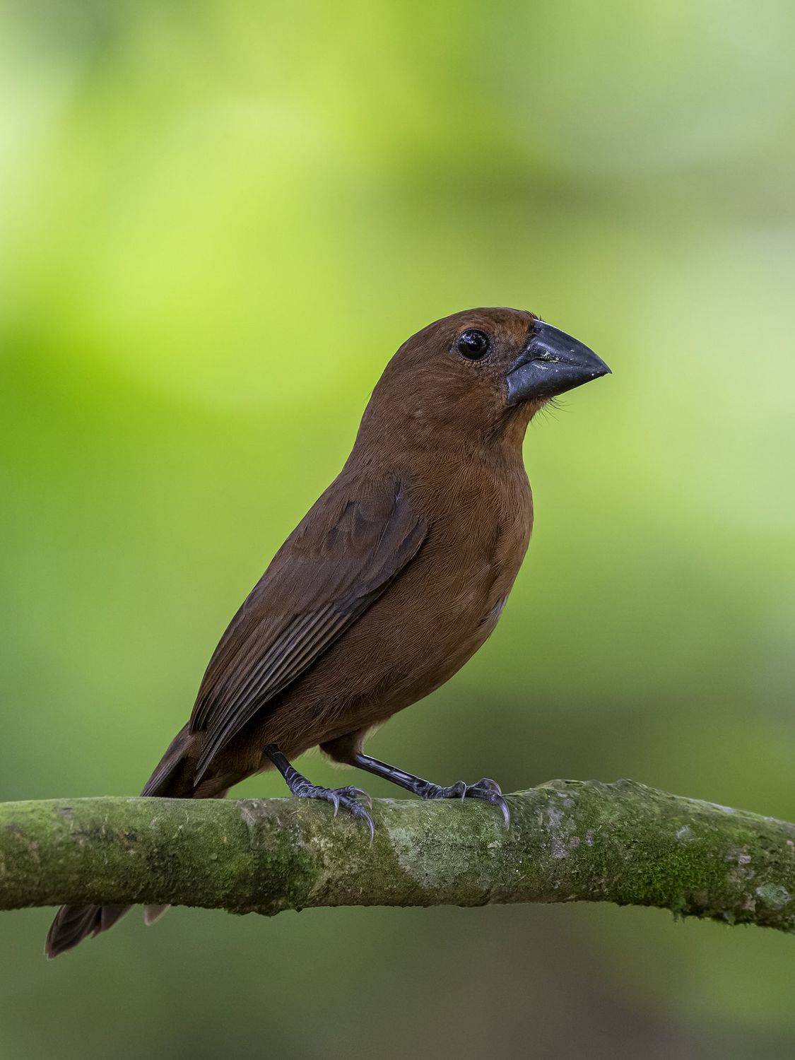 , Fernando Burgalin Sequeira