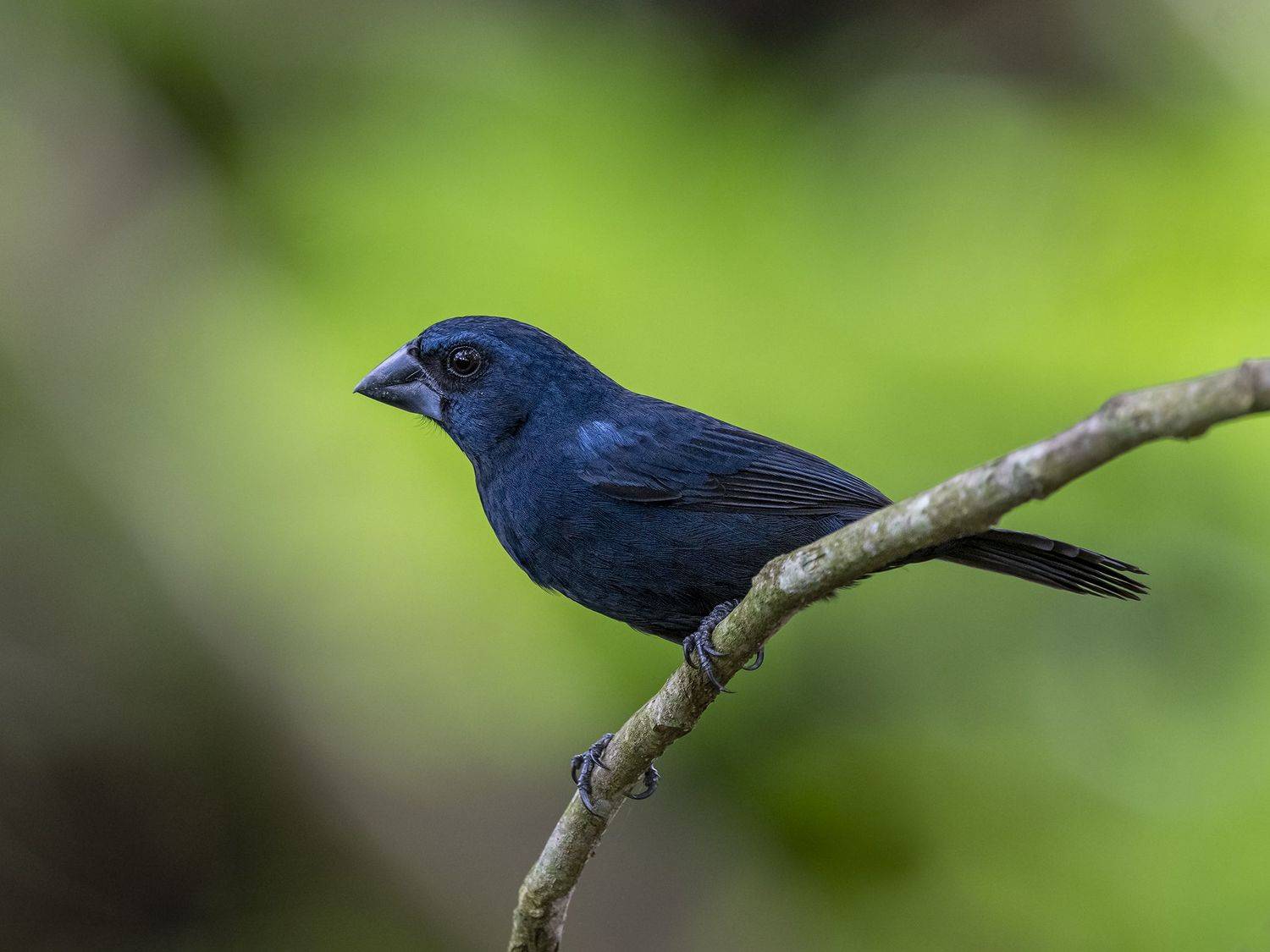 , Fernando Burgalin Sequeira