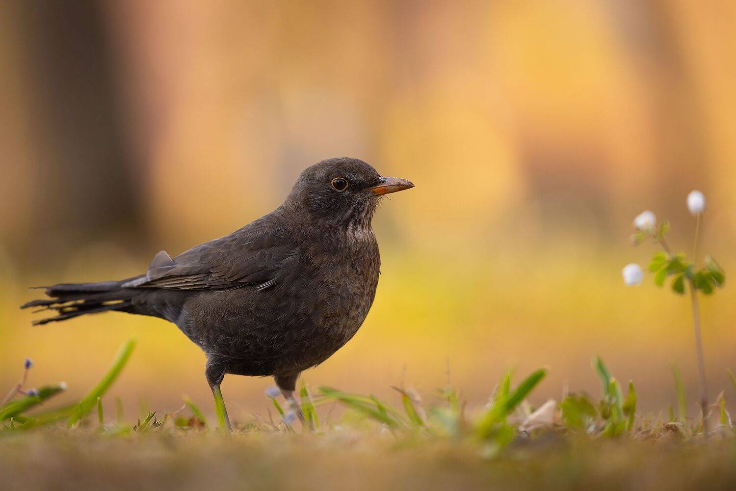 , Robert Adamec