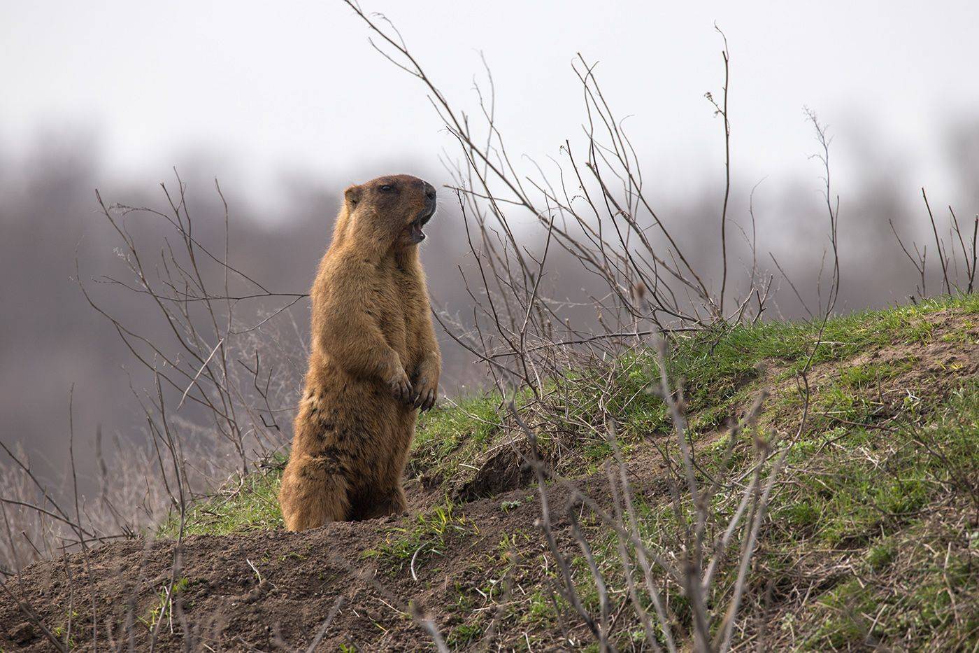 , Илья Михеев