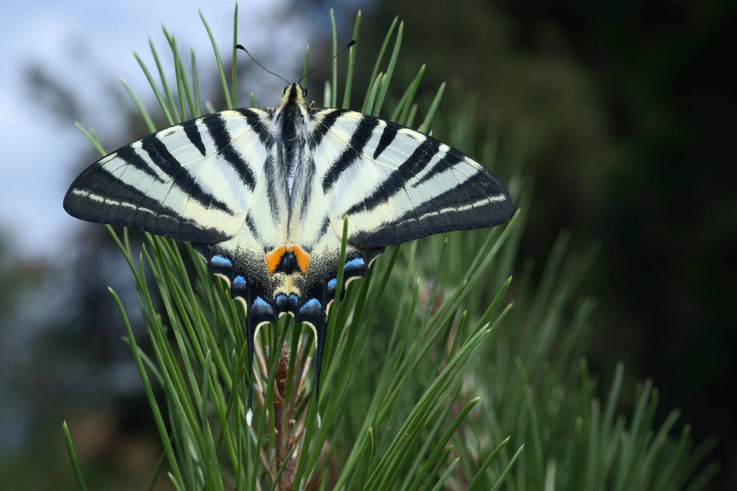 insect macro butterfly nature wildlife fineart art forest pine mountain, Panagiotis Dalagiorgos