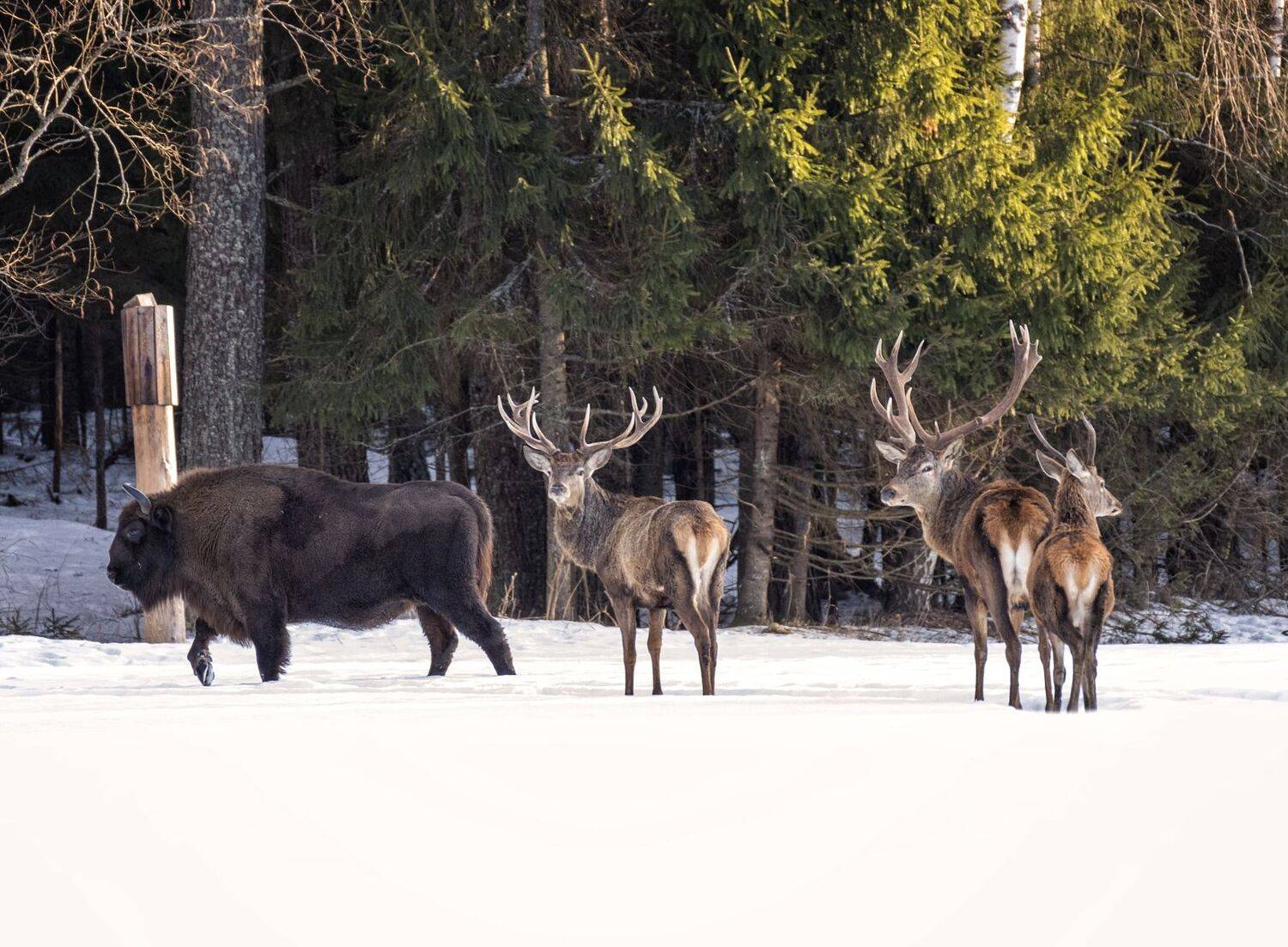 зубр,олени,фотоохота., Анатолий Салтыков
