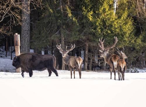 Зубр и три благородных оленя.