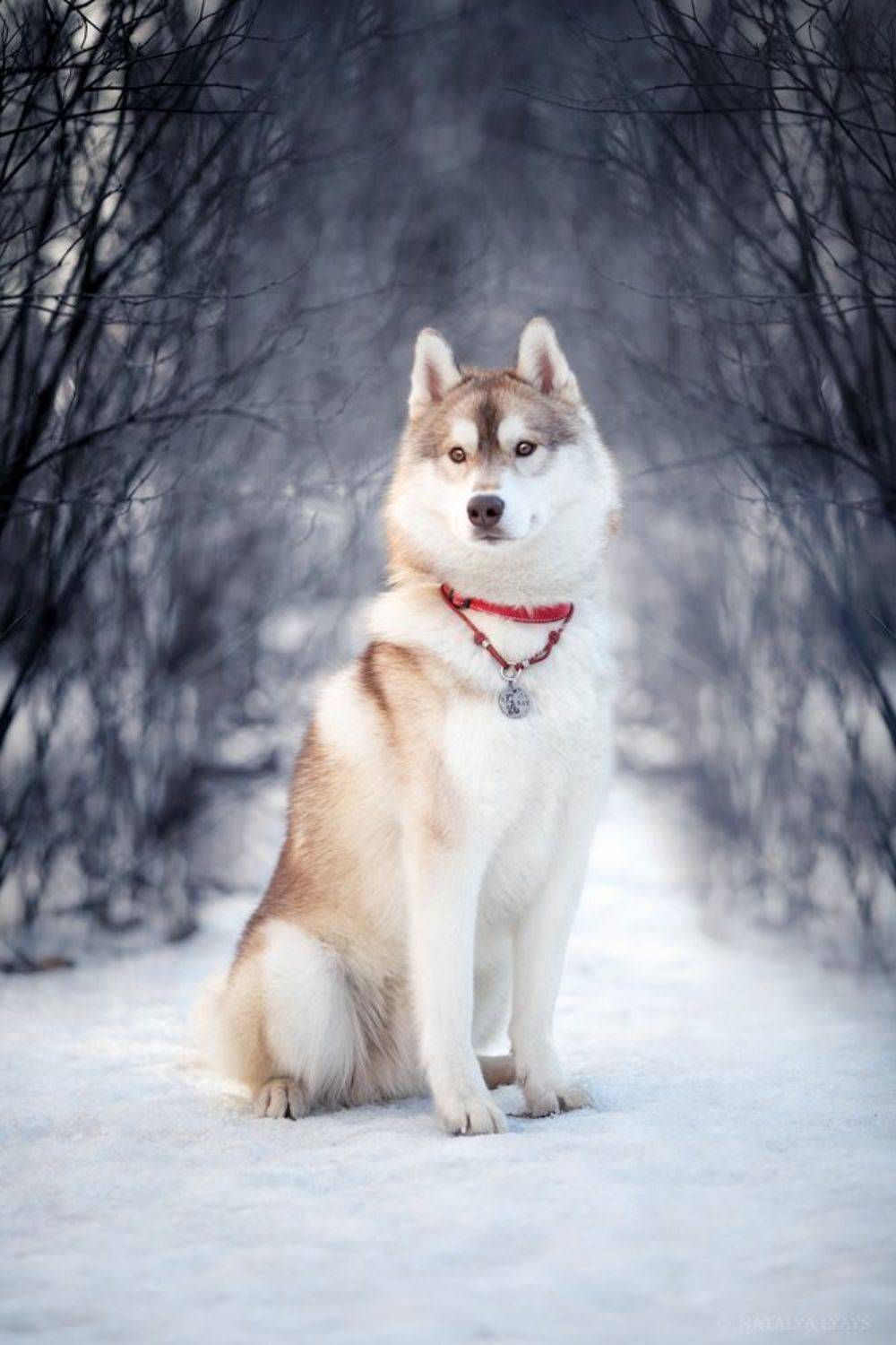 , Наталья Ляйс