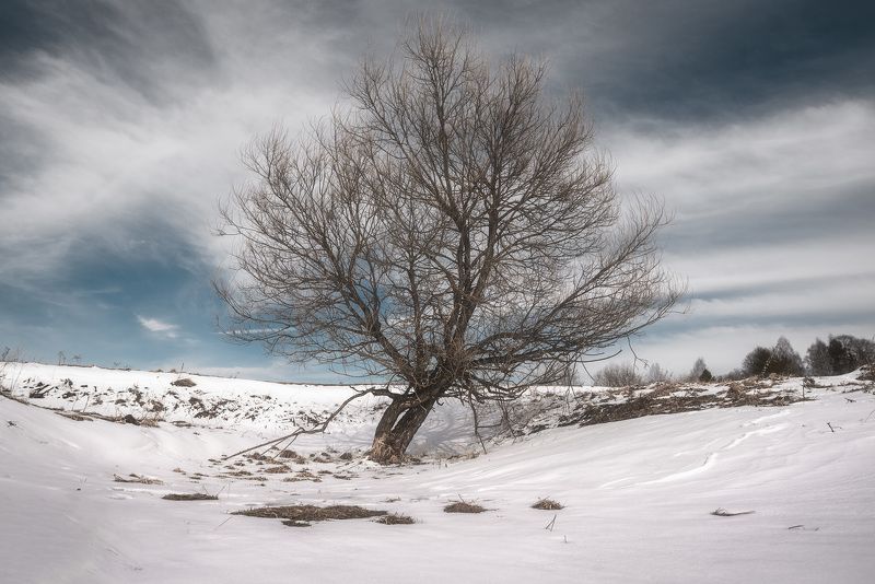 дерево, пейзаж, весна Про деревья фото превью
