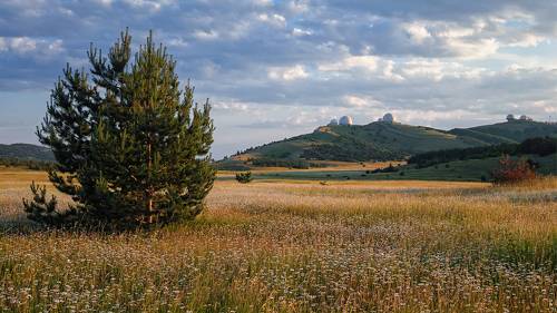 Ромашки плато Ай-Петри .