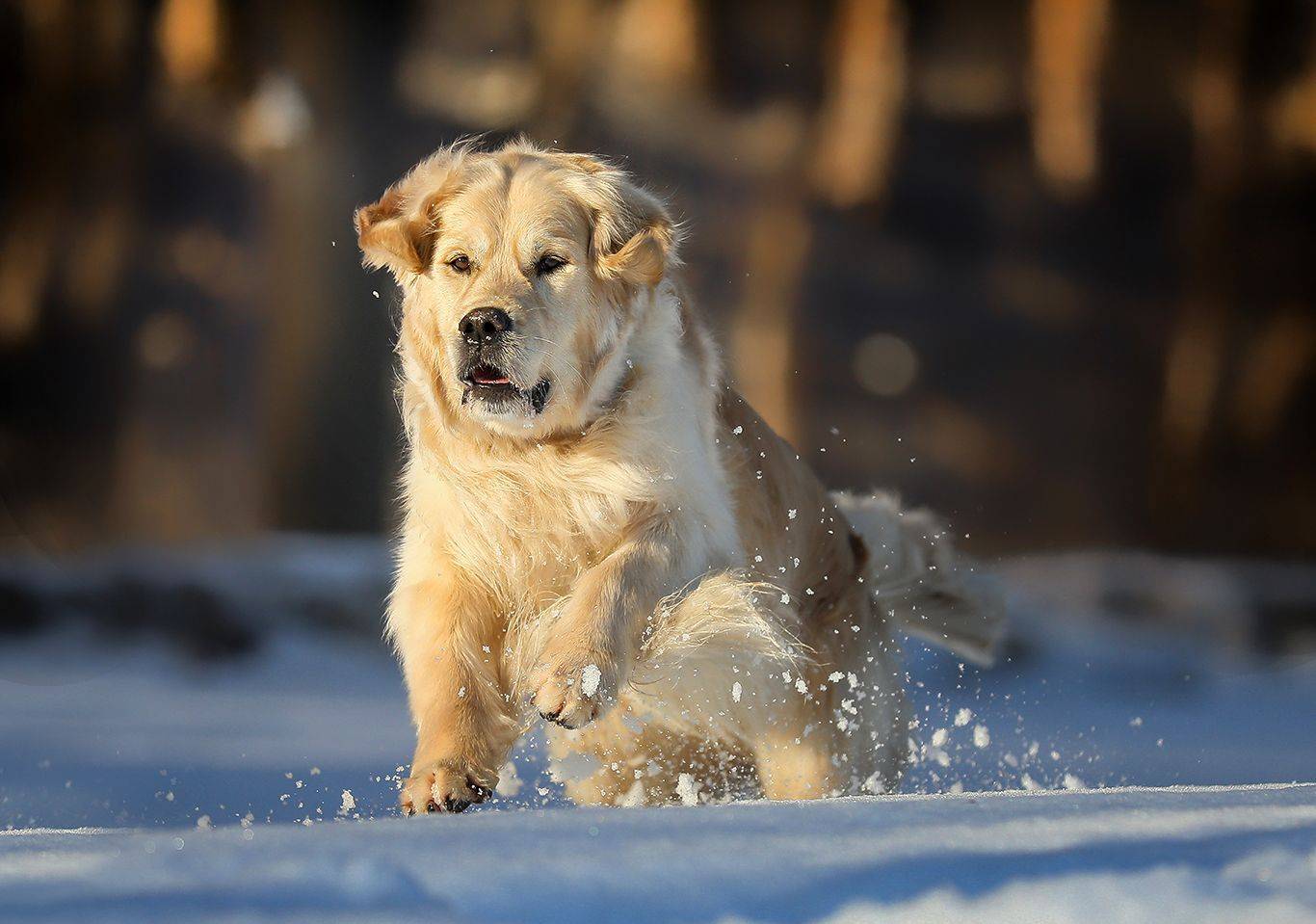 , Андрей Ершов