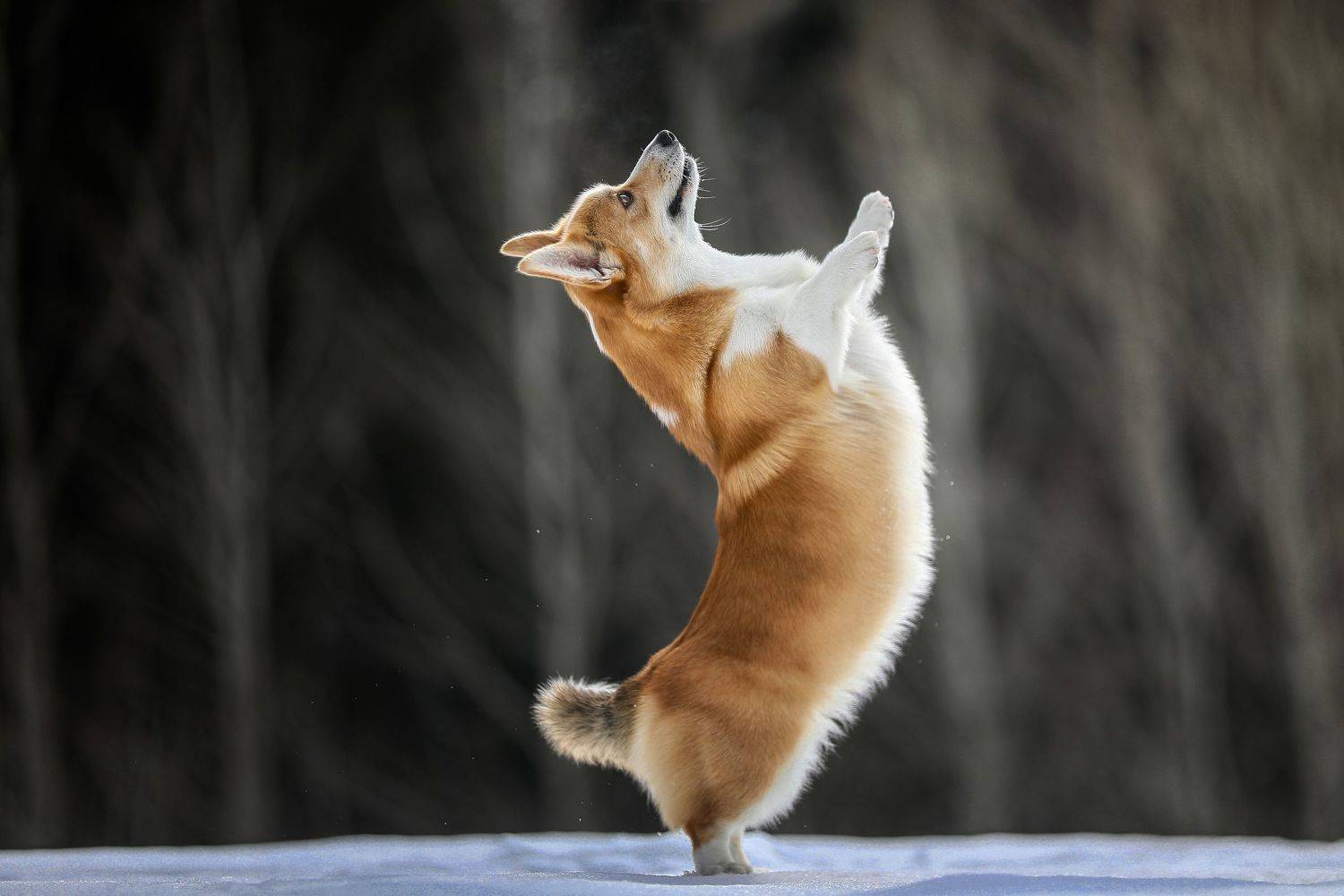 , Андрей Ершов