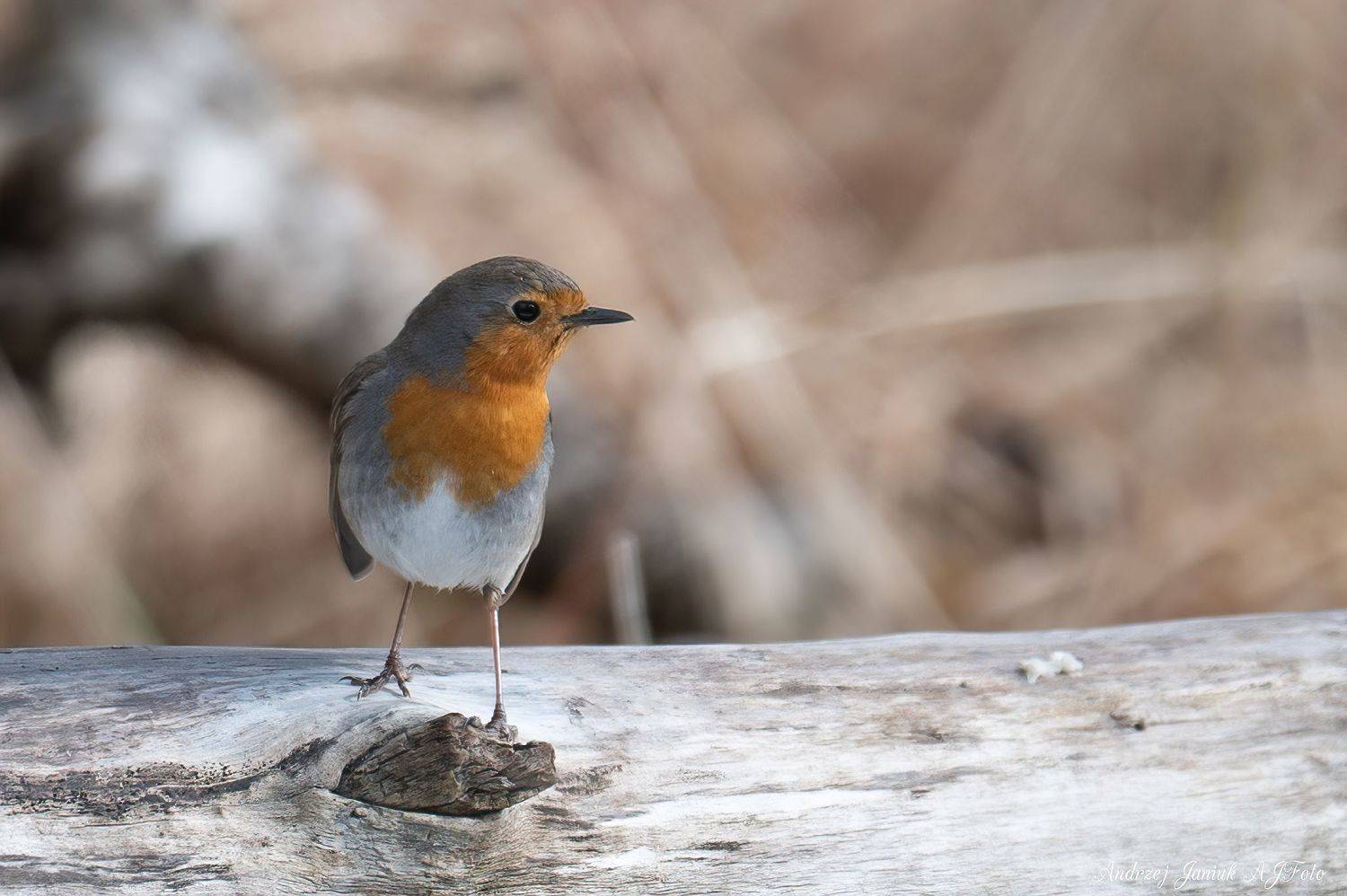 AJFoto, Janiuk Andrzej