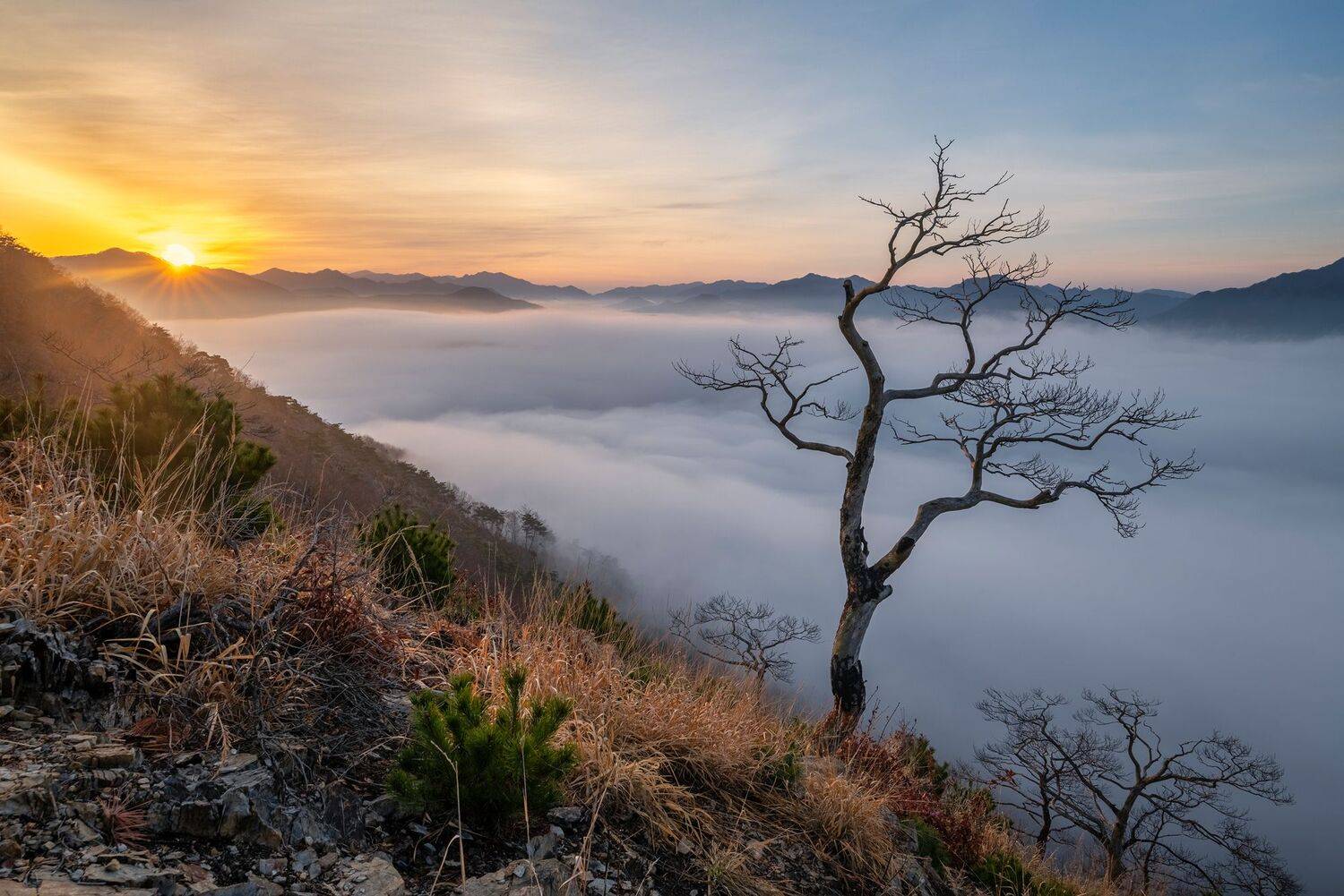 mountain, tree, nature, clouds, dead, top, Jaeyoun Ryu