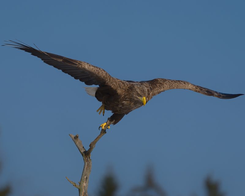 Орлан фото превью