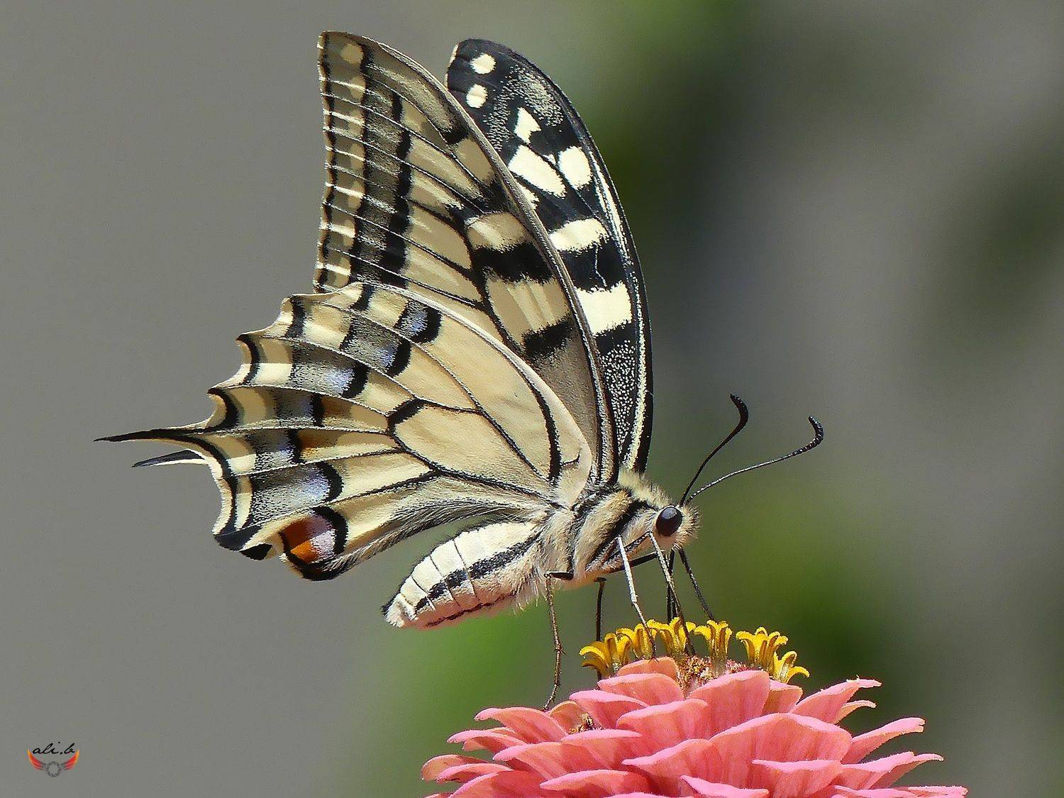#butterfly #photographylovers #instagram #color #colorful #autumn #nature #background #paint #art #love #lovely #500px #photography #photographer #picoftheday #photooftheday #macro #macrophotography #lumixfz300 #mobilephotography #hubs_united #closeup #na, ali bakhshi