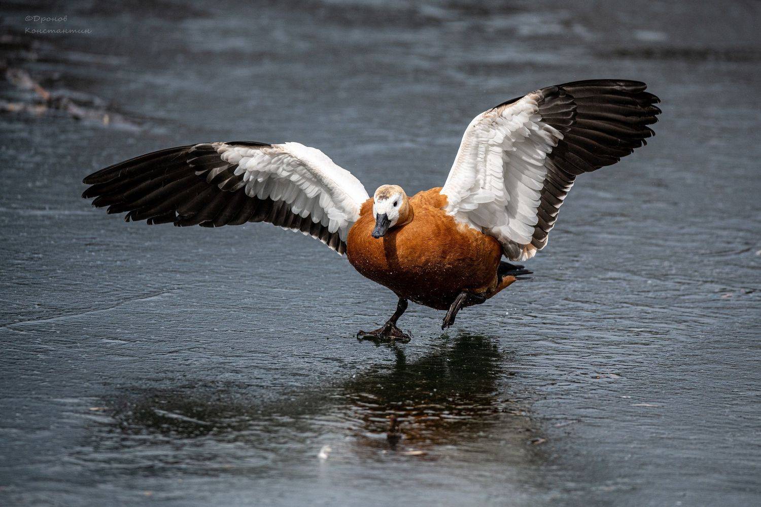 огарь, птицы, фотоохота, Дронов Константин