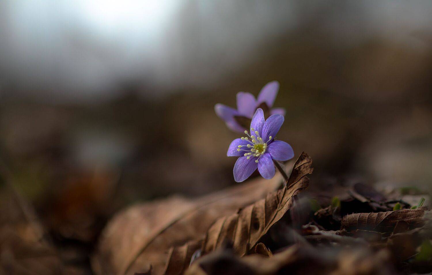 макро,цветы,природа,флора,весна,подснежники,печоночница хепатика,перелеска, (hepatica),, Антонина Яновска