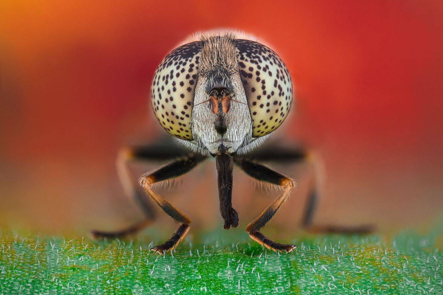 ceclii, macro, Tsvetan Ganev