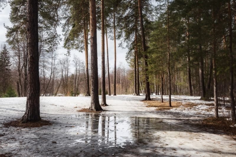 половодье, весна, лес, проталины Весенний лес фото превью