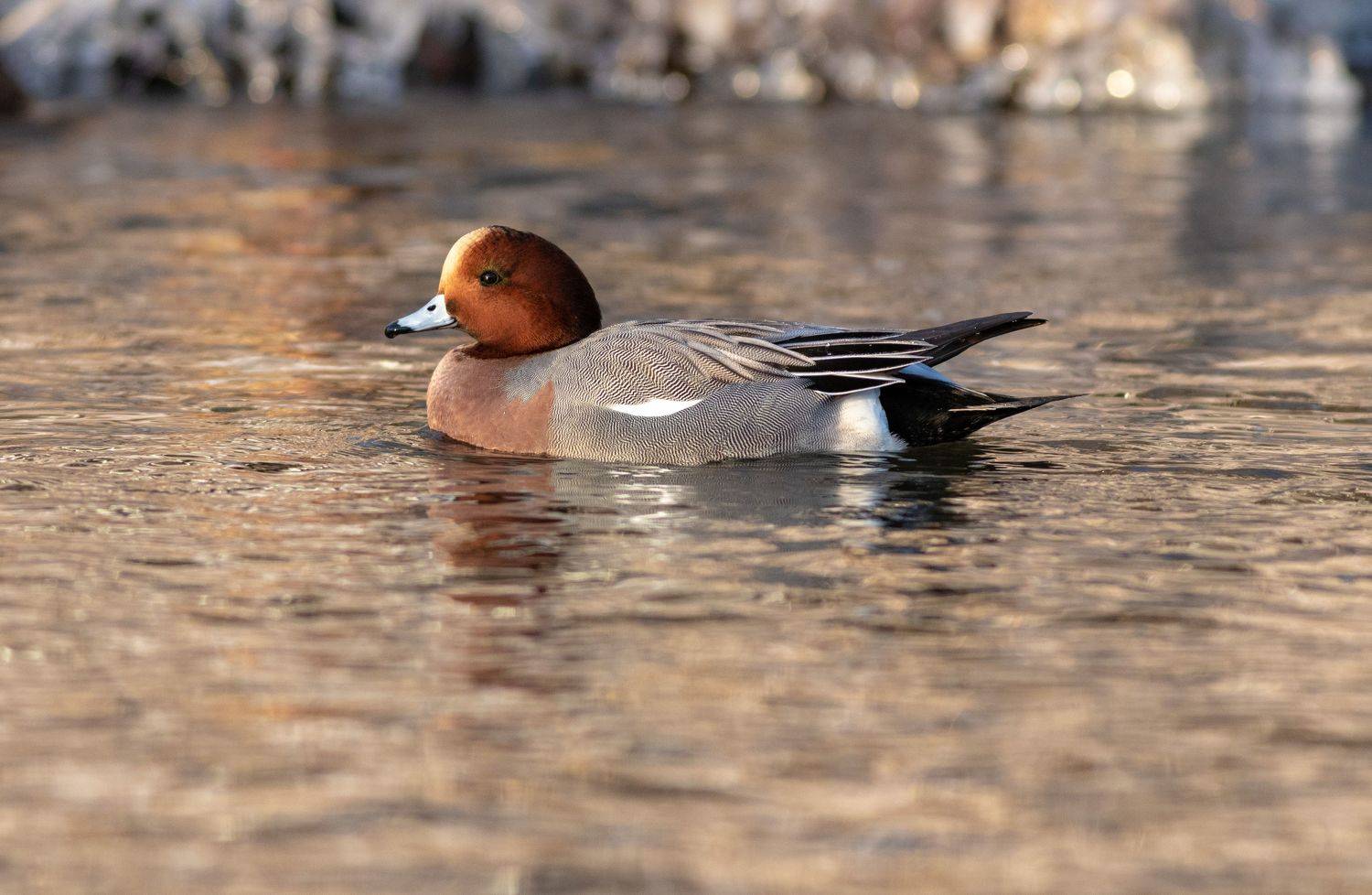 , Павел Краснослободцев