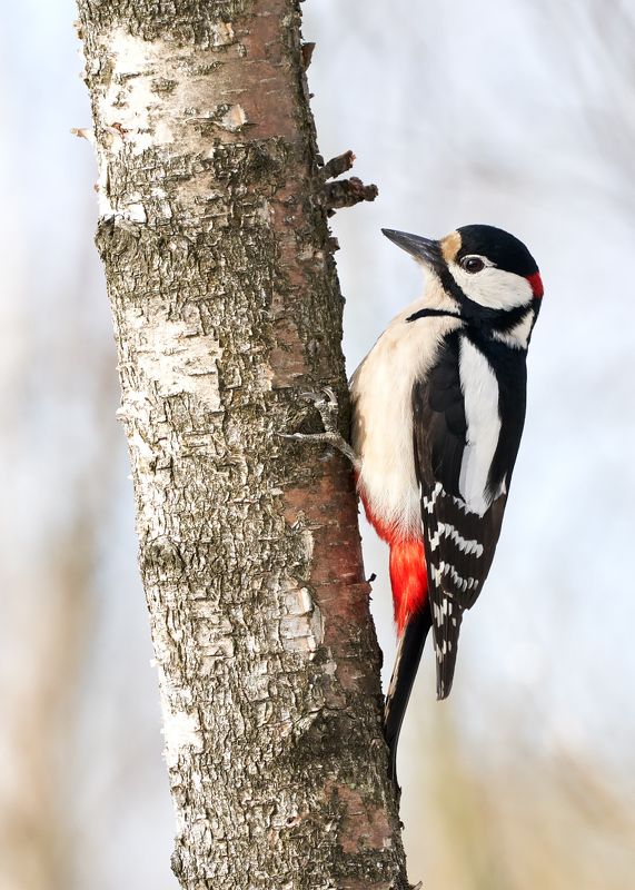 птицы, дятел, весна Большой пёстрый дятел фото превью