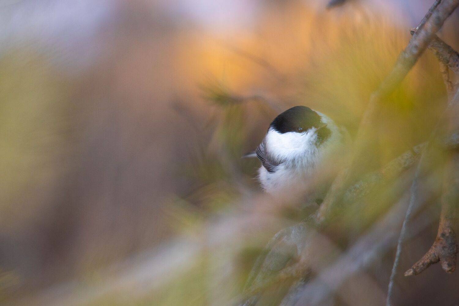 Пухляк, буроголовая гаичка, боке, Чудинин Дмитрий