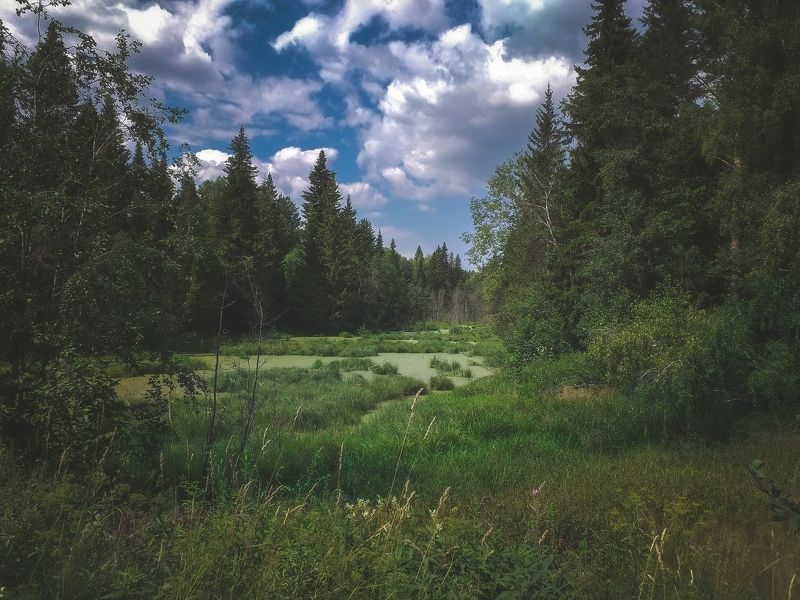 Лесное болотце фото превью