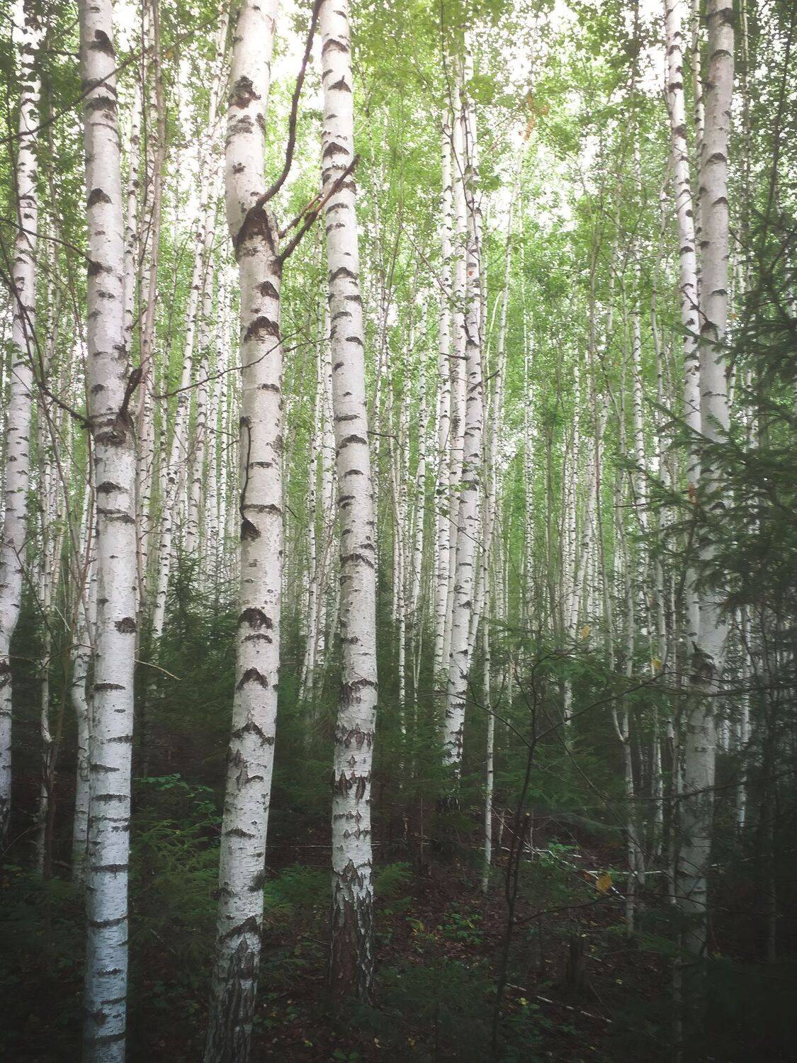 , Котов Андрей